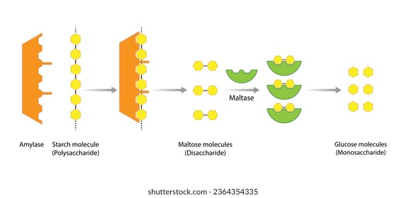 Carbohydrates Digestion. Amylase and Maltase Enzymes catalyze Polysaccharide Starch Molecule to Disaccharide Maltose Molecules, glucose Sugar Formation. Scientific Diagram. Vector Illustration. svg