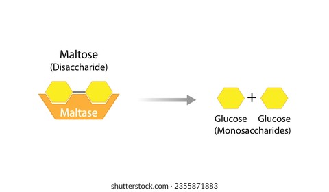 Carbohydrates Digestion. Maltase Enzymes catalyze Disaccharide Maltose Molecules to glucose monosaccharide. Glucose Sugar Formation. Scientific Diagram. Vector Illustration. svg