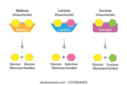 Carbohydrates Digestion. Maltase, Sucrase and Lactase Enzymes catalyze Disaccharides Maltose, Lactose and Sucrose to Monosaccharides, glucose, galactose and Fructose molecules. Vector Illustration. svg