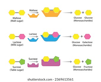 Carbohydrates Digestion. Maltase, Sucrase and Lactase Enzymes catalyze Disaccharides Maltose, Lactose and Sucrose to Monosaccharides, glucose, galactose and Fructose molecules. Vector Illustration. svg