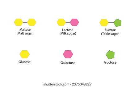Carbohydrates Digestion. Maltase, Sucrase and Lactase Enzymes catalyze Disaccharides Maltose, Lactose and Sucrose to Monosaccharides, glucose, galactose and Fructose molecules. Vector Illustration svg