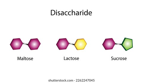 Carbohydrates. Disaccharides Maltose, Lactose and Sucrose. Monosaccharides, glucose, galactose and Fructose molecules. Scientific design. Vector Illustration.