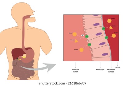 Carbohydrates intestinal digestion and absorption - Glucose, Galactose and Fructose  