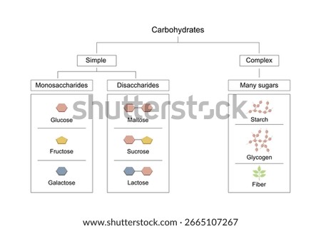 Carbohydrates, simple and complex. Monosaccharides, glucose, galactose and fructose molecules. Disaccharides, maltose, lactose and sucrose. Starch, glycogen and fiber. Vector Illustration.