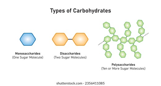 Carbohydrates Types Concept Design. Vector Illustration.