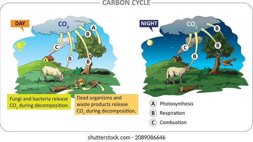 Carbon circulation. Life processes in the carbon cycle: photosynthesis, respiration, combustion.