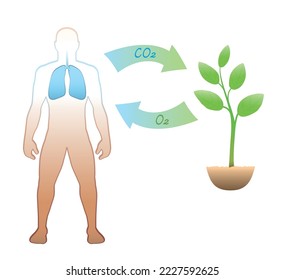 Carbon cycle between humans and plants  - exhalation and intake of CO2 carbon dioxide - inhalation and release of O2 oxygen - meaningful and vital exchange through respiration. Vector.
