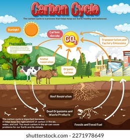 Carbon Cycle Diagram for Science Education illustration