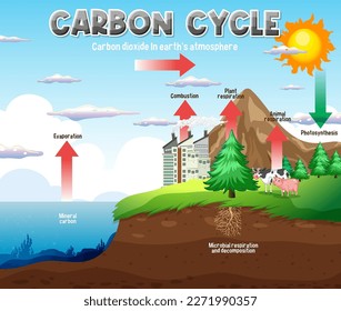 Carbon Cycle Diagram for Science Education illustration