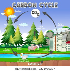 Carbon Cycle Diagram for Science Education illustration