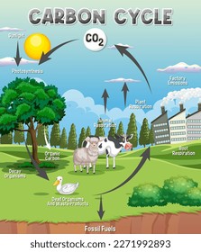 Carbon Cycle Diagram for Science Education illustration