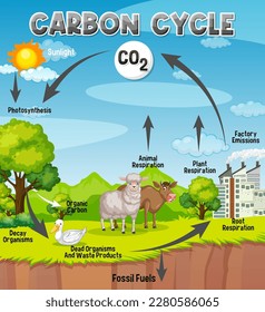 Carbon Cycle Diagram for Science Education illustration