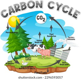 Diagrama del ciclo del carbono para la educación científica