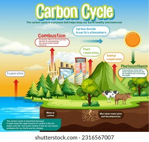 Diagrama del ciclo del carbono para la educación científica