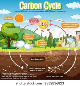 Diagrama del ciclo del carbono para la educación científica