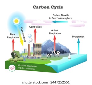 Diagrama del ciclo del carbono. Ilustración 3d del Vector de educación de Ciencia