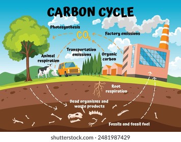 Ciclo del carbono, parte del ciclo biogeoquímico. Concepto de educación de la Ciencia con la naturaleza de la granja y la capa de tierra. Secuestro de carbono del suelo con esquema de absorción de gases de efecto invernadero