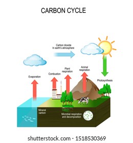 carbon cycle. The carbon path from the atmosphere, into living organisms, then turning into dead organic matter, and back into the atmosphere. Vector diagram