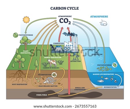 The carbon cycle shows CO2 movement through plants, animals, and the atmosphere, highlighting respiration, photosynthesis, and combustion. Outline diagram