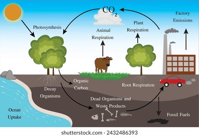 The carbon cycle is that part of the biogeochemical cycle by which carbon is exchanged among the biosphere, pedosphere, geosphere, hydrosphere, and atmosphere of Earth.