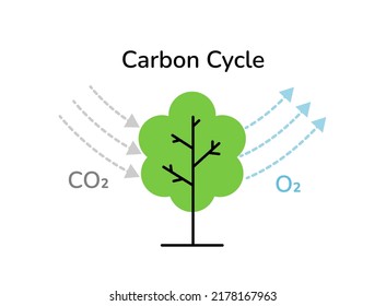 Carbon cycle tree photosynthesis process scheme linear vector illustration isolated on white. Tree absorbs carbon greenhouse gas and produces oxygen molecules. CO2 neutral, zero carbon emissions.