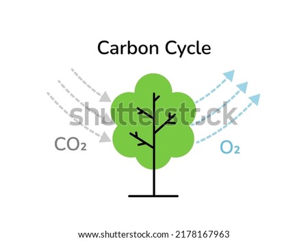 Carbon cycle tree photosynthesis process scheme linear vector illustration isolated on white. Tree absorbs carbon greenhouse gas and produces oxygen molecules. CO2 neutral, zero carbon emissions.