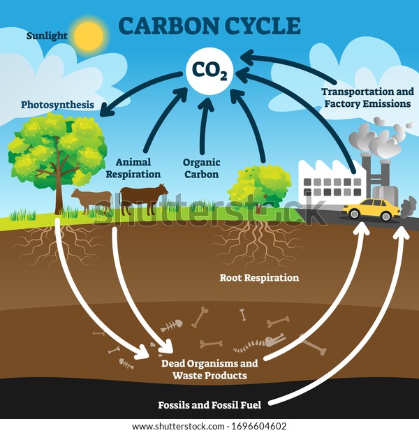 Carbon cycle vector illustration. Labeled CO2\
biogeochemical process scheme. Educational exchange diagram with\
animal respiration, photosynthesis, transportation and factory\
emissions and fossil\
fuel.
