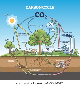 Carbon dioxide cycle with CO2 emission exchange in nature outline diagram. Labeled educational scheme with transportation, factory emissions, agriculture and photosynthesis graph vector illustration.