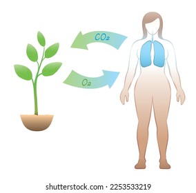 Carbon dioxide oxygen exchange between humans and plants. Exhalation and absorption of CO2 Carbon dioxide - inhalation and release of O2 Oxygen - meaningful and vital carbon cycle through breathing.