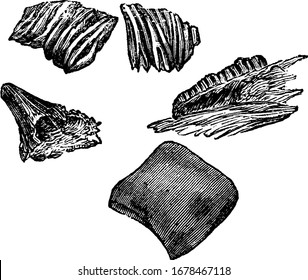 Carboniferous is the fifth period of the Palaeozoic era, between the Devonian and Permian periods. Shown here is the teeth and scales of carboniferous fish, vintage line drawing or engraving