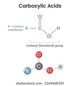 Carboxylic Acid chemical functional group scientific vector illustration infographic