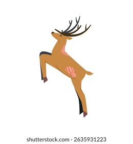 Carcass of a Brown Deer – Wildlife and Nature Concept