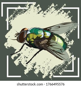 
carcass flies that like to alight in dirty places ilustration vector