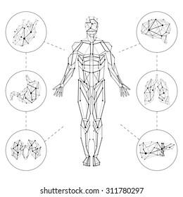 Carcass polygonal geometric lines Human with internal organs set composition on white background