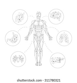 Carcass polygonal geometric lines Human with internal organs set composition on white background