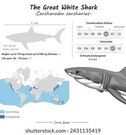 Carcharodon carcharias the great white shark. Can be used for topics like biology, zoology. 