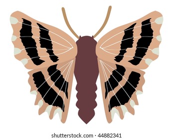 Carcharodus alceae butterfly