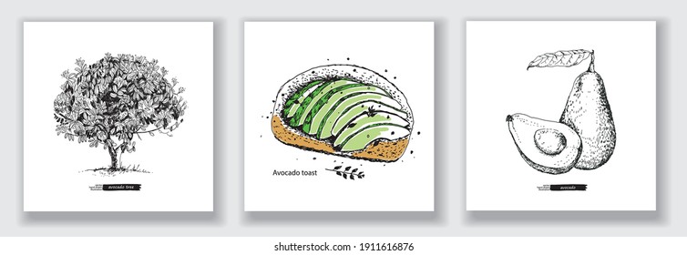 Card with Avocado tree, Avocado toast, Whole avocado, half, leaf and seed. Vector illustration. Vintage design hand drawn sketch. Line art style.