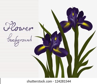 card with beautiful blue iris flower, vector illustration