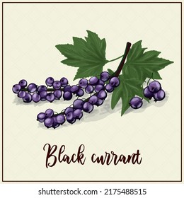 Card with berries. Black currant. Drawn blackcurrant. Vector illustration. Farm berry farm. exotic berries