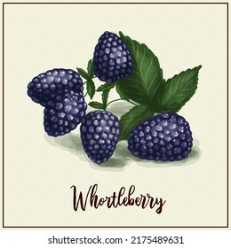 Card with berries. Blueberry. Drawn chenik. Black raspberry.Vector illustration. Farm berry farm. exotic berries