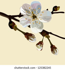Card, the card with blossoming apple-tree branches. Vector color illustration.