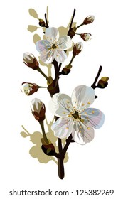 Card, the card with blossoming apple-tree branches. Vector color illustration.