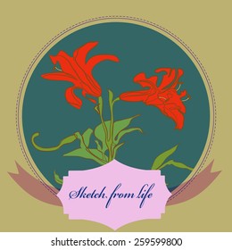 Card with branch of lily on a circle, label. Hand drawn. Sketch from life.