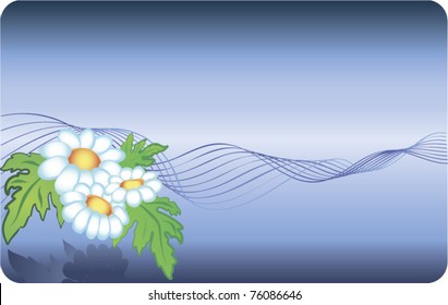 card with camomile background