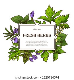 Card design with aromatic plants sketch. Hand drawn herbs and spices. Poster template. Vector illustration.