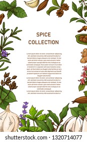 Card design with aromatic plants sketch. Hand drawn herbs and spices. Poster template. Vector illustration.