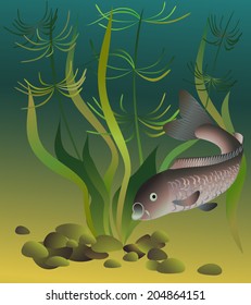 Card design with common carp. Vector print.