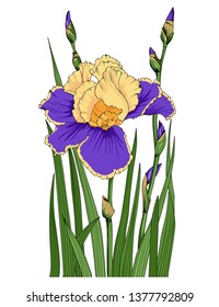 Card flowers. Iris flower on white background.