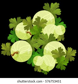card with gooseberries with leave  branch   vector illustration
